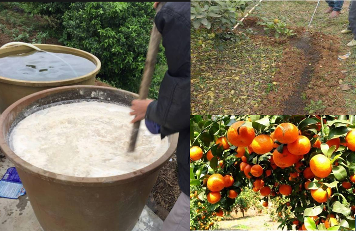 高級果蔬水肥快速發酵劑，水肥專業發酵劑，砂糖桔等高級水果專業快速肥料發酵劑